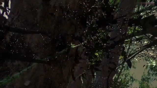 Woods 32
